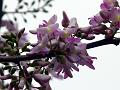 Mexican Lilac